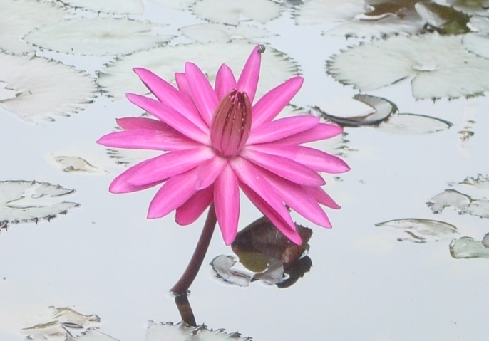 Lily